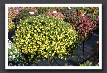 DSC_4006 Calibrachoa Million Bells Yellow