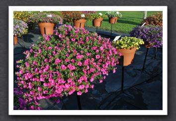 DSC_3999 Calibrachoa Million Bells Brilliant Pink