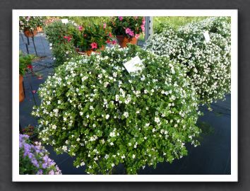 P1000553 Bacopa Scopia Gulliver White