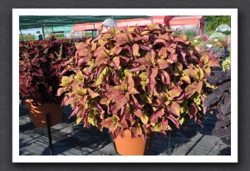 DSC_3966 Coleus Colorblaze Royal Glissade