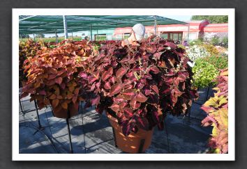 DSC_3965 Coleus Colorblaze Kingswood Torch