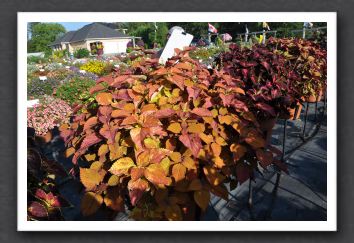 DSC_3964 Coleus Colorblaze Sedona