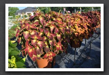 DSC_3963 Coleus Colorblaze Dipt in Wine