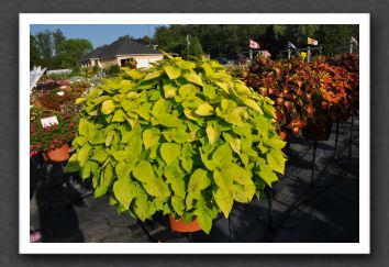 DSC_3962 Coleus Colorblaze LifeLime