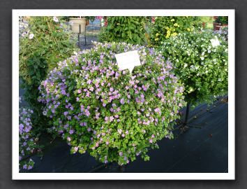 P1000550 Bacopa Gulliver Blue