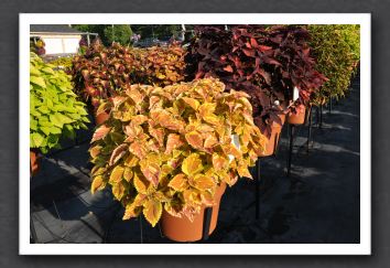 DSC_3961 Coleus Freckles