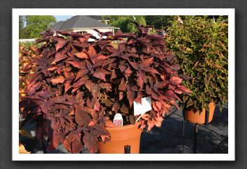 DSC_3960 Coleus Religious Radish