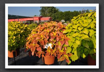 DSC_3954 Coleus Alabama Sunset