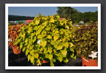 DSC_3953 Coleus Stained Glassworks Big Blond
