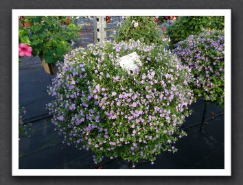 P1000549 Sutera Calypso Jumbo Lavender