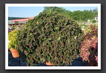 DSC_3949 Coleus Mosaik Thin Mint