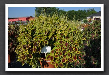 Coleus Mosaik Burgundy Velvet