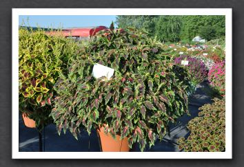 DSC_3946 Coleus Mosaik Lava Red