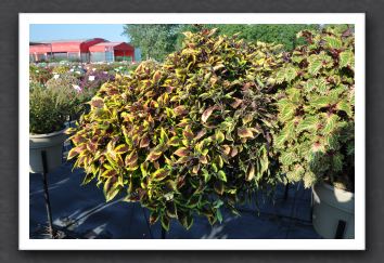 DSC_3943 Coleus Hybride Walter Turner