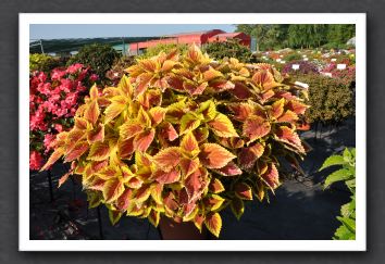 DSC_3937 Coleus Trusty Rusty