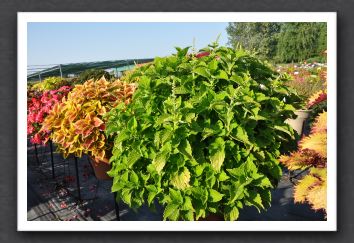 DSC_3936 Coleus Electric Lime