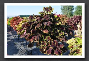 DSC_3932 Coleus Kong Red