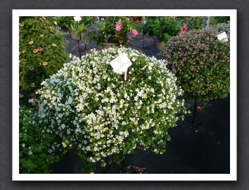 P1000547 Bacopa Scopia Gulliver Dynamic White