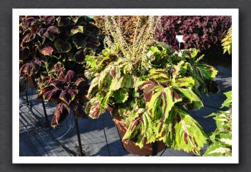 DSC_3931 Coleus Kong Mosaic