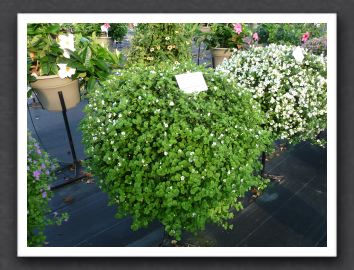 P1000546 Bacopa Scopia White Imp