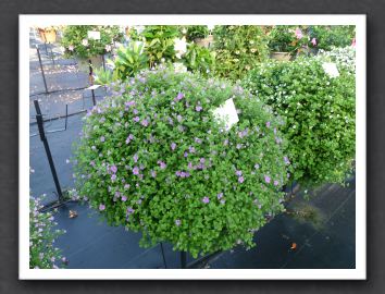 P1000545 Bacopa Scopia Great Violet Magic