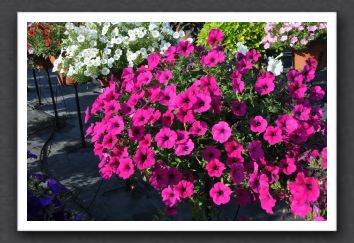 DSC_3910 Petunia Wave Purple
