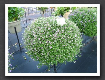 P1000544 Bacopa Secrets Large Pink