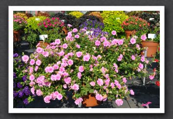 DSC_3900 Petunia Double Wave Pink