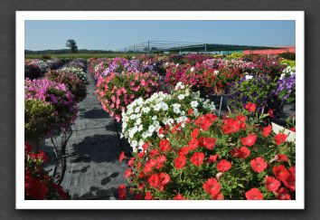 DSC_3896 Petunia Easy Wave Series