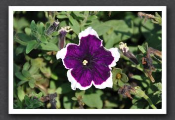 DSC_3880 Petunia Burgundy Picotee Burgundy with White Edge