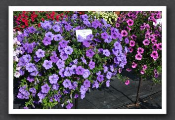 DSC_3864 Petunia Sanguna Light Blue