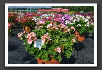 DSC_3855 Geranium Zonal Classic Light Salmon (Dolce Vita)