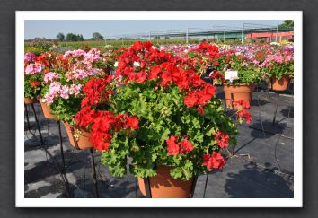 DSC_3849 Geranium Zonal Rocky Mountain Royal Red