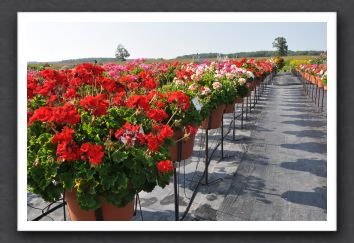DSC_3848 Geranium Zonal Rocky Mountain Series