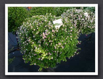 P1000538 Bacopa Scopia Great Pink Brown