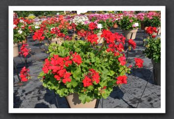 DSC_3832 Geranium Schone von Rheinberg Dark Red 40