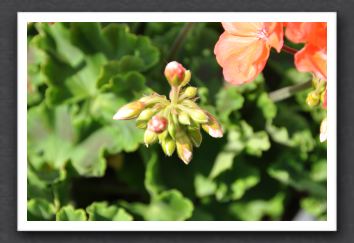 DSC_3824 Zonal Geranium Bud