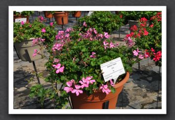 DSC_3805 Geranium Hybrid Caliente Pink
