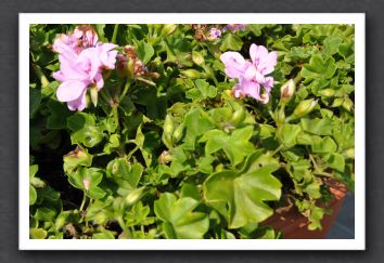 DSC_3796 Ivy Geranium Number of Florets & Heat