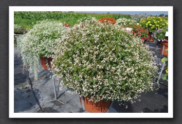 DSC_3698 Euphorbia Breathless Blush