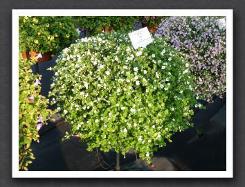 P1000531 Bacopa Secrets XXL White