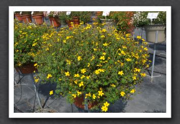 DSC_3644 Bidens Namid