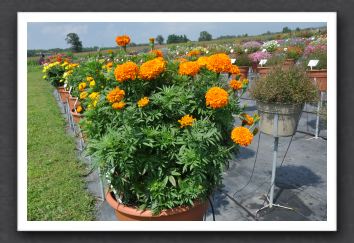 DSC_3635 Marigold Perfection Orange