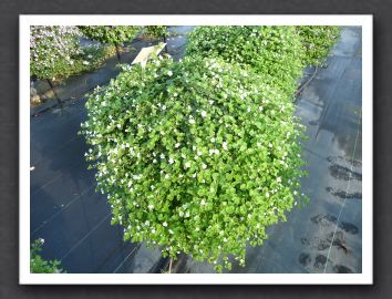 Bacopa Snowstorm Giant Snowflake