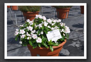 DSC_3618 Vinca Cora Cascade Polka Dot