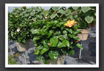DSC_3599 Hibiscus Mandarin Wind