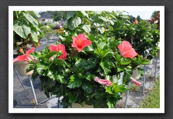 DSC_3597 Hibiscus Pink Versicolor