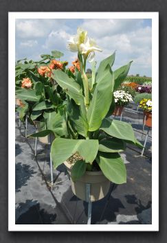 DSC_3588 Canna Lily Elite Moonshire