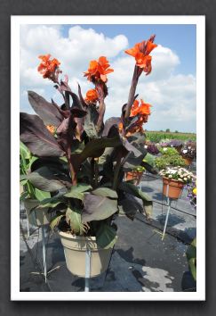 DSC_3587 Canna Lily Elite Orange Chocolate