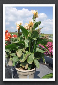 Canna Lily Elite Star View